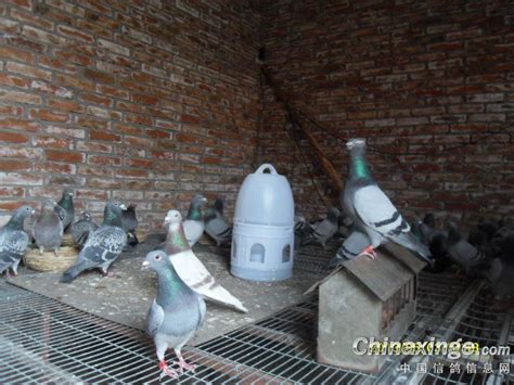 我的鸽舍和种鸽-中国信鸽信息网相册