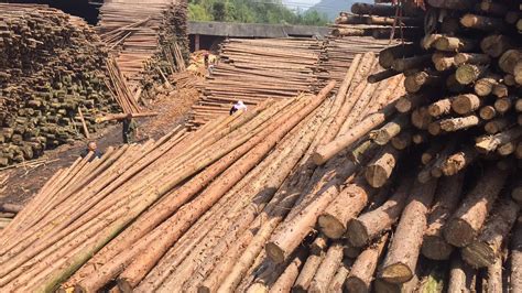直供 山场山坡绿化杉木撑杆 小原木小头8公分 4米长 园林木杆撑-阿里巴巴