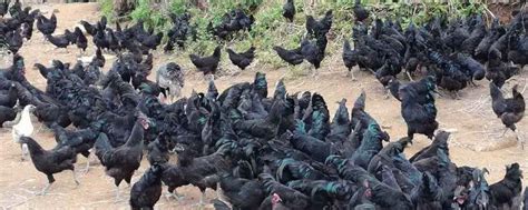农村2~3散养鸡生态纯土鸡老母鸡玉米鸡果园鸡放养鸡柴鸡草鸡现-阿里巴巴
