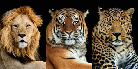 三只大野猫叶老虎狮子高清图片下载-正版图片503010204-摄图网
