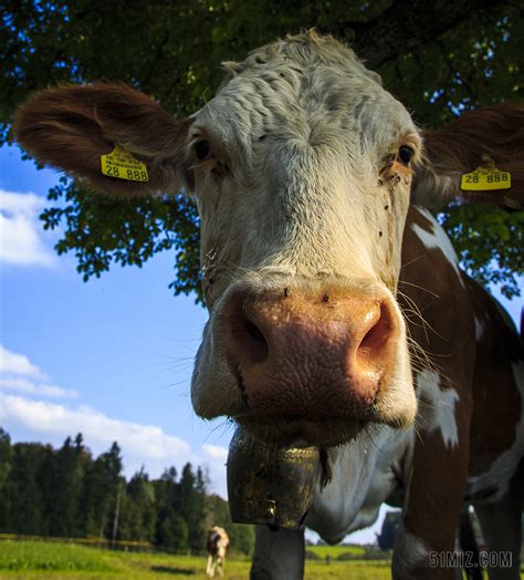 kuhportrait 牧场 奶牛 反刍动物 阿尔高 农业 牛图片免费下载 - 觅知网