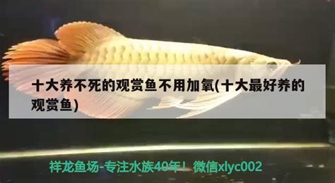 十大养不死的观赏鱼不用加氧(十大最好养的观赏鱼) - 观赏鱼 - 广州观赏鱼批发市场