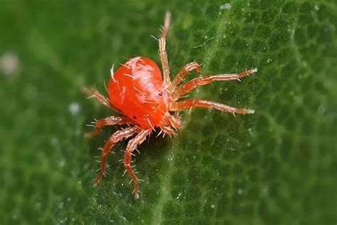关于今年的红蜘蛛