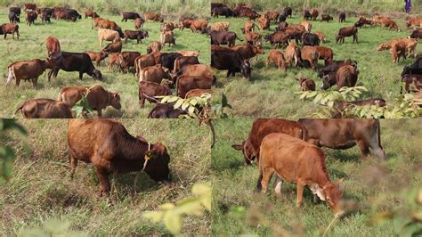 牧场养殖的猪高清图片下载-正版图片600221992-摄图网