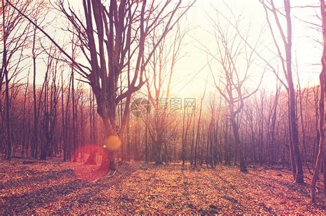 五彩缤纷的阳光森林景象秋天的季节与树木晴朗的日子高清图片下载-正版图片300375681-摄图网