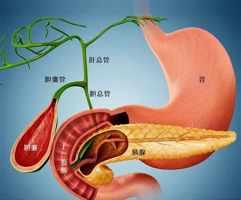 胆管结构,胆管,胆管位置_大山谷图库
