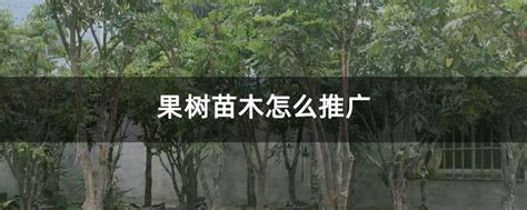 在哪里做苗木推广比较好-致富经-中国花木网