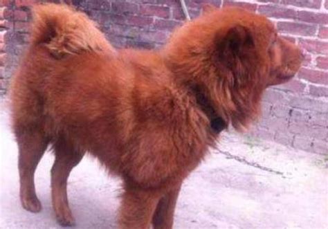 莱州红犬是什么样的犬（莱州红犬的优点和缺点） - 胖萌舍宠物网