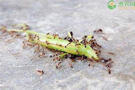 最诡异的健康食物：探访印尼蚂蚁卵养殖场_新浪图片