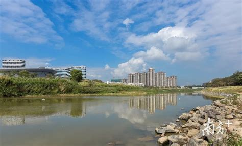 惠州淡水河：异味没了，游鱼多了，水鸟回来了_南方网
