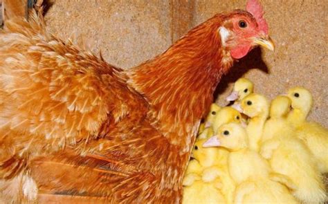 农村养鸡有技巧，怎样让鸡迅速长出满满黄油？这几点要注意 - 知乎
