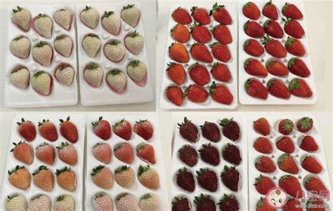 什么时候最适合吃草莓？盒马发布草莓价格走势图-第一商业网