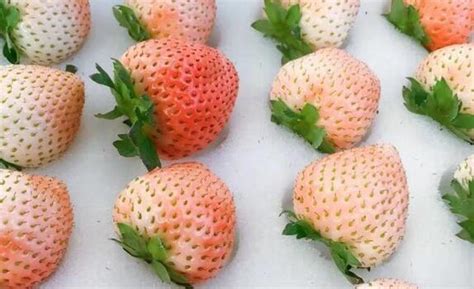 时代最强音丨“江苏造”的草莓是这样诞生的_我苏网