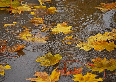 描写秋雨的优美句子及诗句大全带图片_句子豆