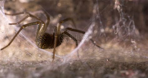 蜘蛛在它的洞中高清图片下载-正版图片320137858-摄图网