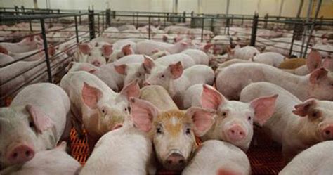 中国畜牧养殖企业排名-新希望集团上榜(农业产业化龙头企业)-排行榜123网