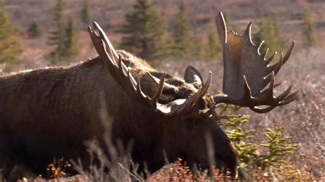 《北境巨兽 驼鹿》- 在遥远的北方，三只新生驼鹿带给我们生命传承、史诗般的故事！_腾讯视频