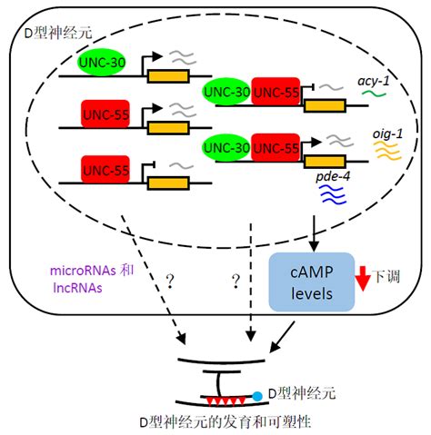 PhosphoPlus® PBRM1/BAF180 (Ser948) Antibody Duet | Cell Signaling ...
