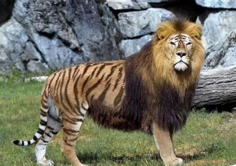 豹狮兽真实照片(美洲豹和狮子结合的动物：既烫头又纹身，威武霸气喜欢爬树) | 说明书网