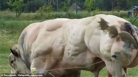 比利时现巨型公牛 浑身大块肌肉随步伐颤动(图)_手机新浪网