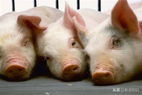 重庆养猪专业户：千米山上放养黑山猪4000头，比卖猪肉更赚钱|卖猪肉|黑山_新浪新闻