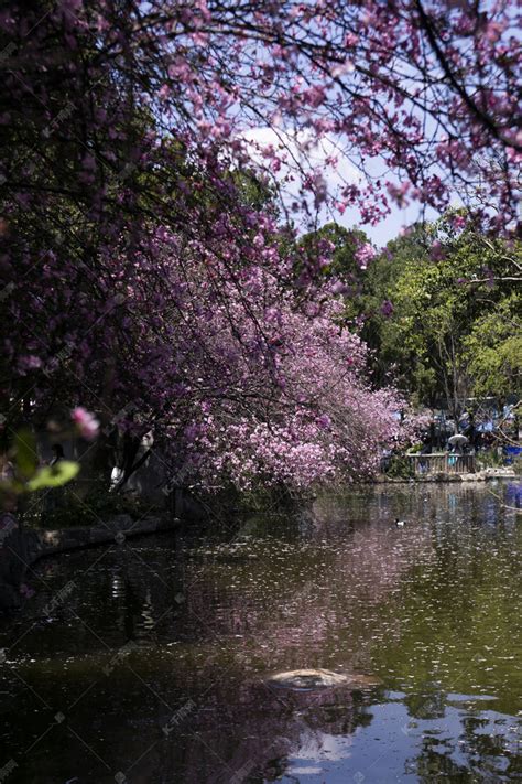 春天桃花繁花盛开自然风景摄影图高清摄影大图-千库网