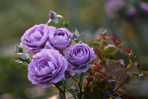 紫色月季品种 - 花语网