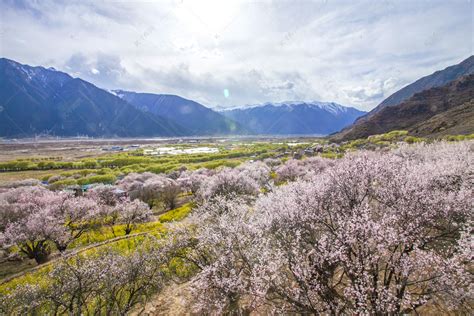 林芝桃花林摄影图高清摄影大图-千库网