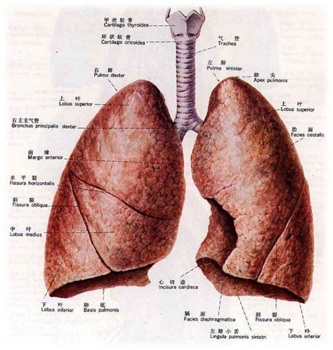 正常肺图片什么样子,外痔疮是什么样子图片,淋巴是什么样子图片(第2页)_大山谷图库