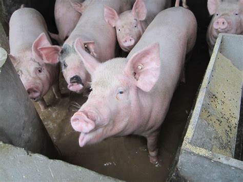保山用养猪EM菌液喂猪一般能提前多久出栏-环保在线