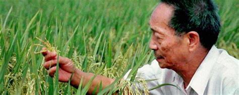 杂交水稻之父是谁 中国杂交水稻开创者介绍_知秀网