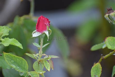 红玫瑰,芽,花高清图库素材免费下载(图片编号:7341400)-六图网