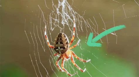 现实版“夏洛特的网”，科学家发现蜘蛛会用蛛网思考？_新浪新闻