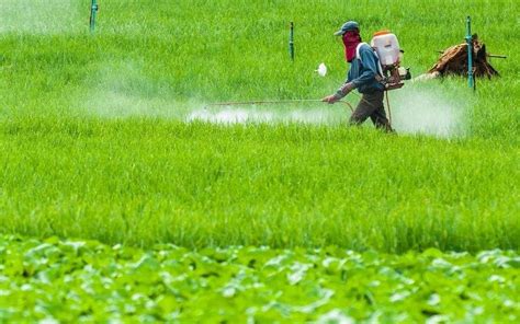 绿色有机农产食品农业麦穗稻米大米logo图片_LOGO_编号11423823_红动中国