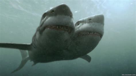 世界上最大的双头鲨,上最大的人97米,上最的鲨鱼_大山谷图库