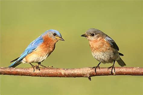 山地蓝知更鸟Muntainbluebird图片