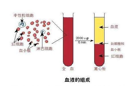 控制人的血红蛋白基因分别位于11号、16号染色体上，人的血红蛋白由4条肽链组成，但在人的不同发育时期血红蛋白分子的组成是不相同的。下图表示人的 ...