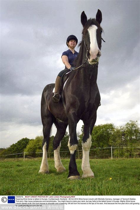 英国最大马匹身高3.6米：一天吃50斤蔬果|文章|中国国家地理网
