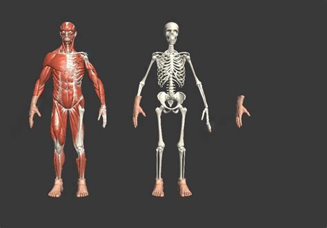 人体肌肉和骨骼解剖3D模型 - 模型下载 - CGJOY