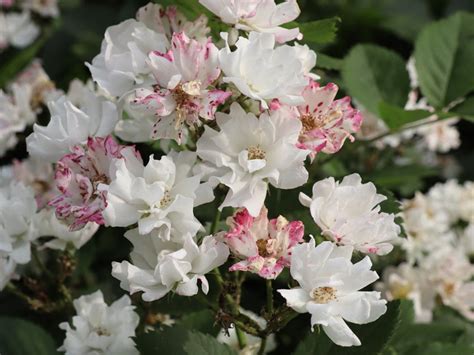 蔷薇花语是什么，蔷薇花语代表着美好的爱情与爱的思念 —【发财农业网】