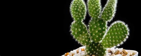 墨西哥的仙人掌田,巴加加利福尼亚高清图片下载-正版图片300701201-摄图网