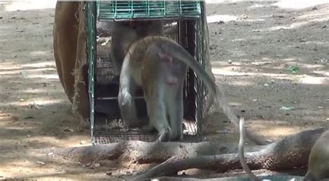 南京红山森林动物园回应“网红猴被集体霸凌”_手机新浪网