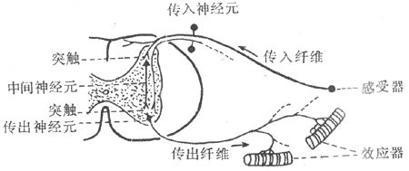 反射弧结构图图片