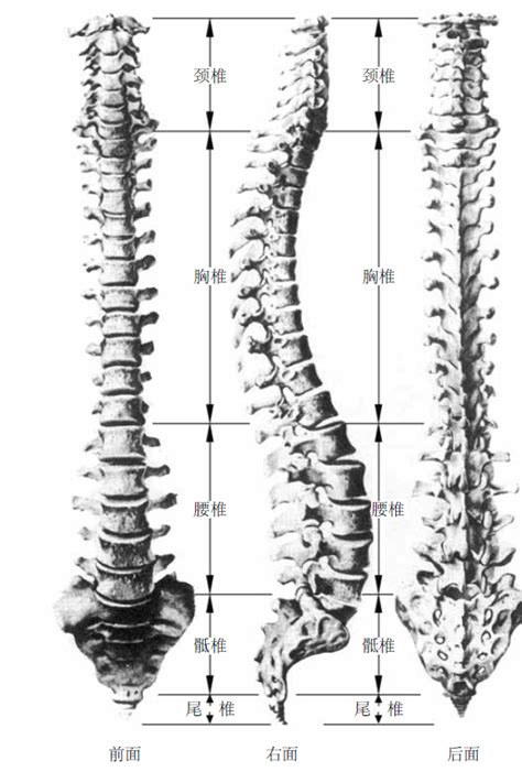 一文读懂，腰骶椎部的应用解剖和生理知识_腰骶椎_医脉通