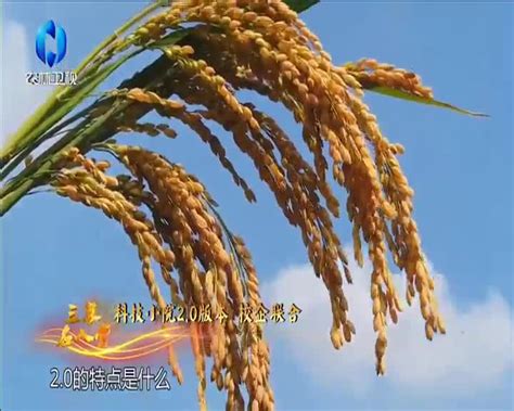 农村大市场（2023-05-31） - 陕西网络广播电视台