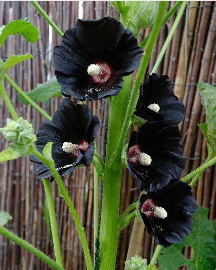 世界上10种奇异的黑色花 黑牡丹上榜，第四也被称作“情花”_排行榜123网
