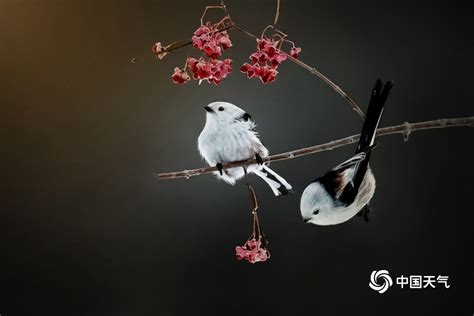 肥啾啾！哈尔滨银喉长尾山雀超可爱-图片频道