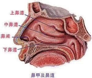 鼻甲肥大的图片