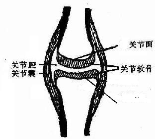 关节示意图图片