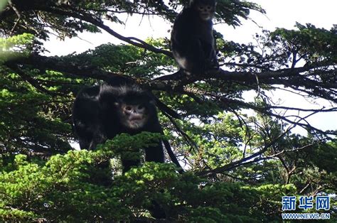 2023塔城滇金丝猴国家公园游玩攻略,位于香格里拉的金丝猴国家公...【去哪儿攻略】